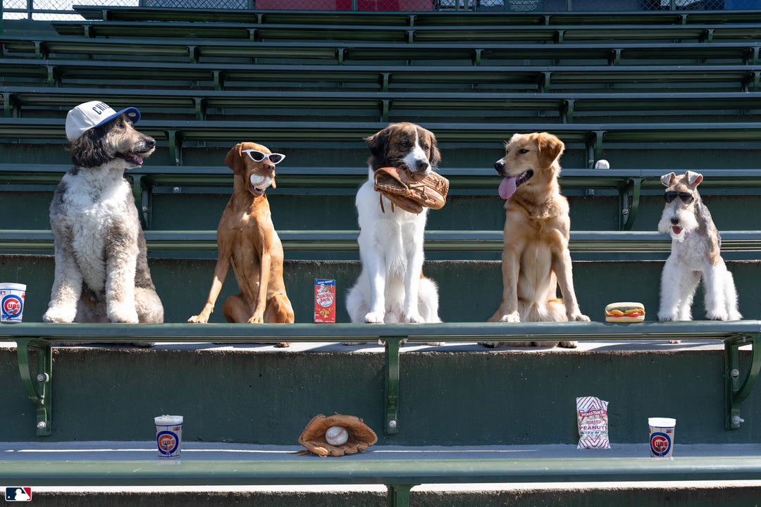 Seventh-Inning Snack, Wrigley Field™, Chicago Photography Gray Malin