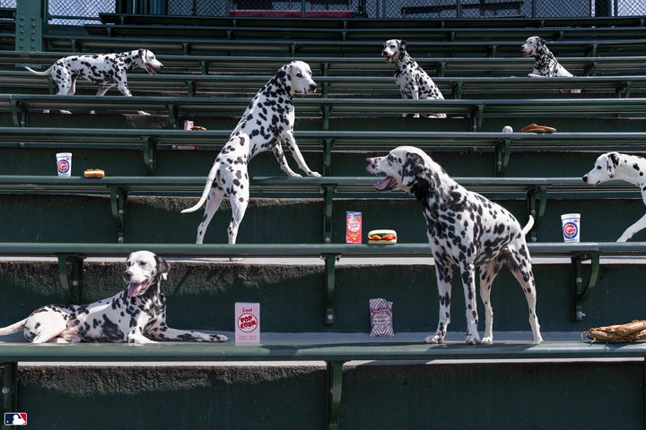 Spotted in the Bleachers, Wrigley Field™ Chicago Photography Gray Malin